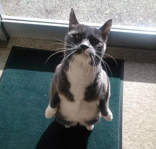 吃瓜的猫站着头像,萌态可掬，趣味横生