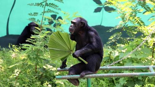 吃瓜的动物叫瓜什么,揭秘吃瓜动物的瓜名之谜