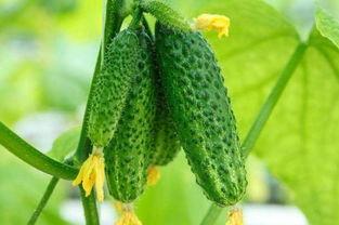 河北永宁吃瓜,一场别开生面的“吃瓜”盛宴