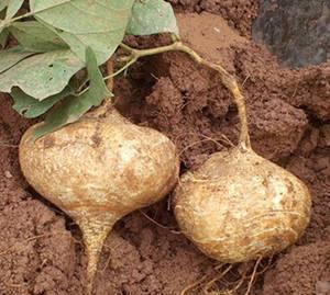 梦见吃巨型土瓜,巨型土瓜的奇幻之旅