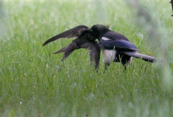 麻雀吃瓜怎么办,如何应对城市绿化中的小麻烦