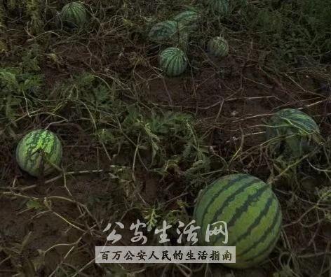 吃瓜可以当采瓜大盗吗